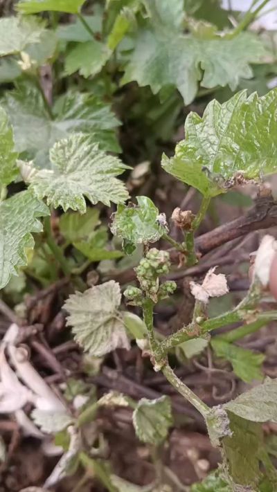 。巨峰葡萄苗。2000棵。低价处理。需要联系18534302961