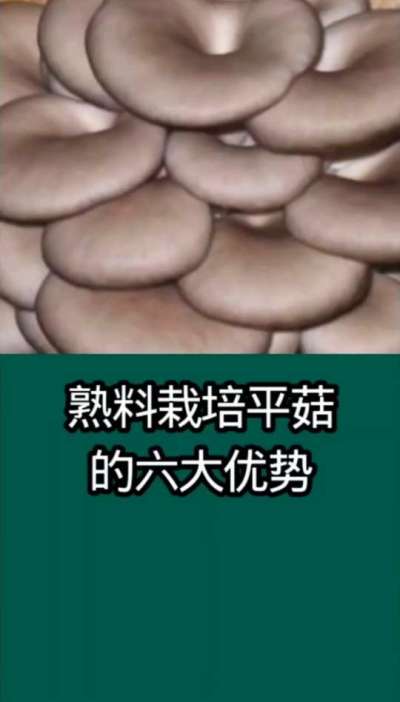 熟料栽培平菇六大优势