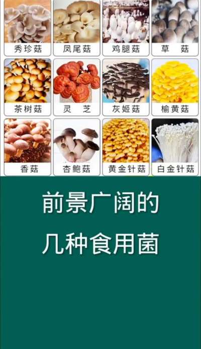 前景广阔的几种食用菌