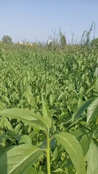 药用金丝杜仲苗。一年苗。需要联系18534302961