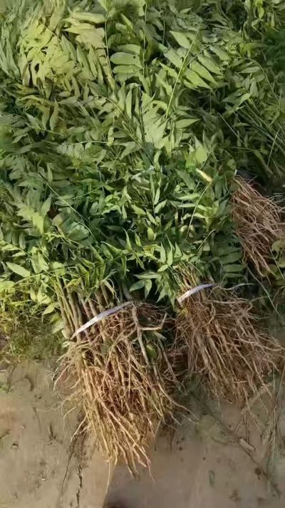 臭椿树苗，秋季造林优质种苗。需要联系18534302961